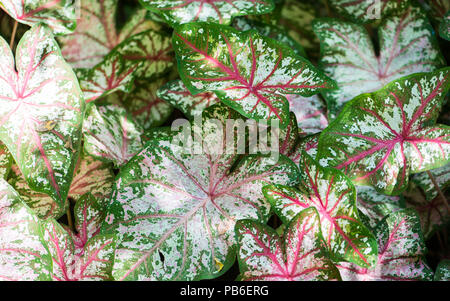 Caladium mit großen bunten Blättern im Garten wächst Stockfoto