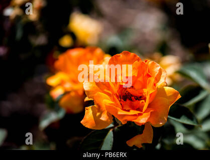 Helles orange Rose Blüte Blume von selbst Stockfoto