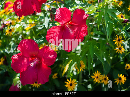 Hibiscus Blüten mit gelben Gänseblümchen im Hintergrund Stockfoto