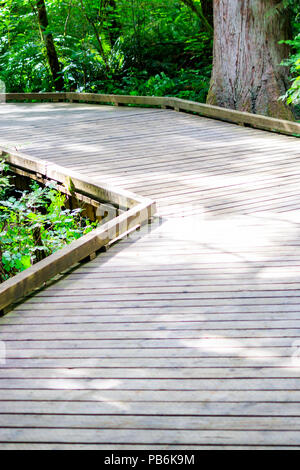 Boardwalk durch ein Vertrauen grünen Wald geschwungene Stockfoto