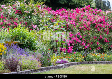 Ein dicht gefüllt blühenden Garten mit Rosen, Lavendel, Sonnenblumen, und mehr Stockfoto