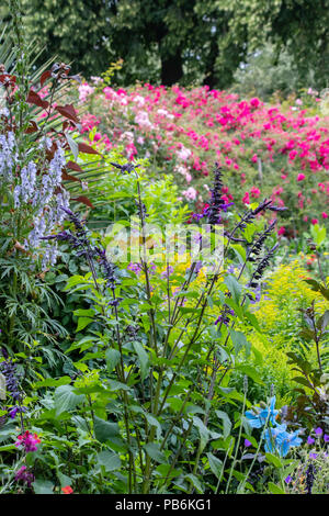 Ein dicht gefüllt blühenden Garten mit Rosen, Lavendel, Sonnenblumen, und mehr Stockfoto