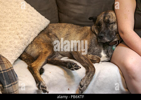 Großen gestreiften brauner Hund Festlegung gegen eine Person auf dem Schlafsofa Stockfoto