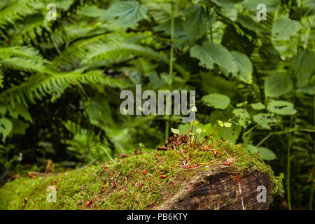 Alte vor der Farne im Moos in Western Washington bedeckt anmelden Stockfoto