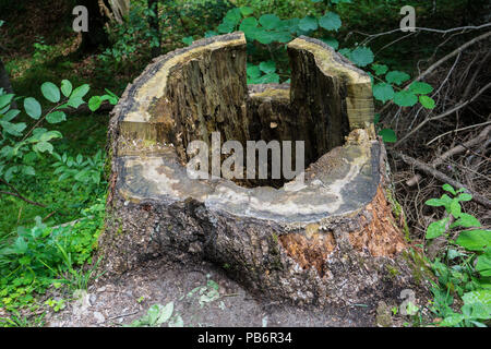 Großen alten Baum Bedienhebel in Wald in Flims Schweiz Stockfoto