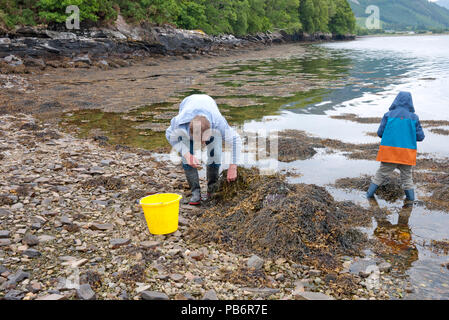 Junger Mann mit seinem Sohn sammeln Strandschnecken (Littorina Millionenstadt) auf einem Schottischen Loch, Schottland, Großbritannien. Stockfoto