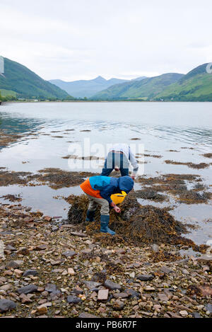 Junger Mann mit seinem Sohn sammeln Strandschnecken (Littorina Millionenstadt) auf einem Schottischen Loch, Schottland, Großbritannien. Stockfoto