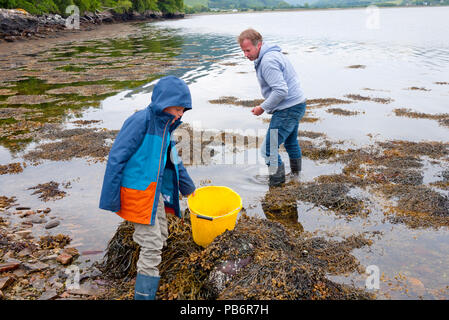 Junger Mann mit seinem Sohn sammeln Strandschnecken (Littorina Millionenstadt) auf einem Schottischen Loch, Schottland, Großbritannien. Stockfoto