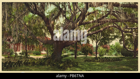 1132 Alte Eiche in Tampa Bay Hotel - LCCN 2008678170 Stockfoto