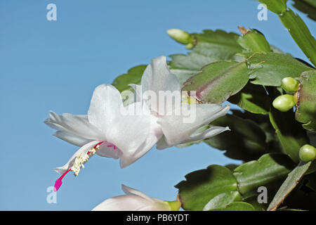 Blume des schlumbergera Truncata, weihnachtskaktus Stockfoto