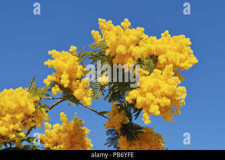 Niederlassung von Silber wattle mit Blumen und Blätter Stockfoto