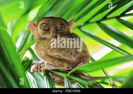 Philippinischer Tarsier - Carlito syrichta - eines der kleinsten Primaten in der Welt hocken auf einem Bamboo shot unter Bambus Blätter in einem tropischen Regenwald. Stockfoto