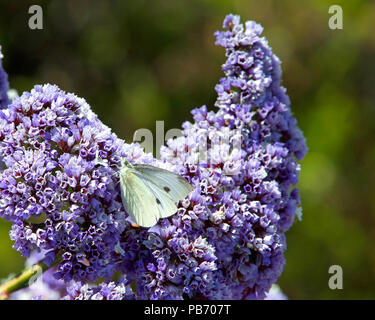 Kohlweißling auf lila Concha Ceanothus Blumen an einem sonnigen Frühlingstag. Stockfoto