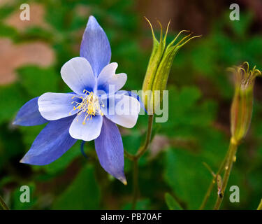 Colorado blaue Akelei Stockfoto