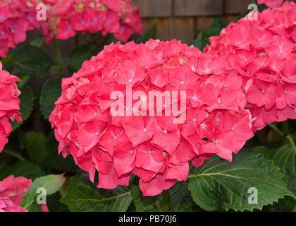 Nahaufnahme von Hell Magenta pink hydrangea Blütentrauben. Schönen Hintergrund. Hortensie ist eine Gattung von 70 - 75 Arten von Blütenpflanzen, die in s Stockfoto