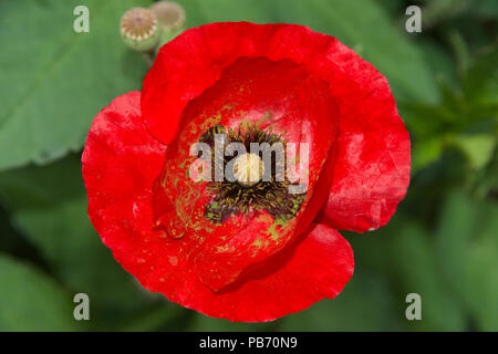 In der Nähe von One red poppy flower. Ein poppiger ist eine Pflanzengattung in der Unterfamilie der Familie Papaveroideae Papaverace. Mohn haben solange verwendet. Stockfoto