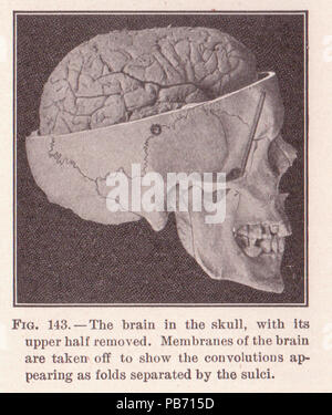 1153 Seite 215 Schädel und Gehirn Stockfoto