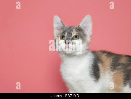 Nahaufnahme, Porträt einer verdünnten Calico Kätzchen stehend mit der Suche und dem Zuschauer überlassen. Rosa Hintergrund mit kopieren. Stockfoto