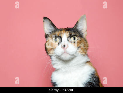 Nahaufnahme, Porträt einer überrascht Calico Cat im Viewer. Rosa Hintergrund mit kopieren. Stockfoto