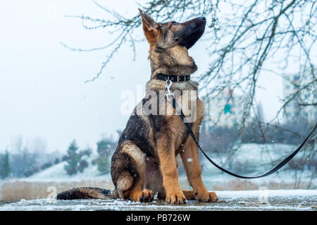 Ein Schäferhund Welpe Hund an der Leine im Winter städtische Umwelt mit Schneefall Stockfoto