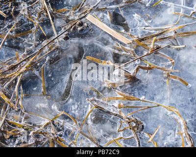 Das Eis auf den Pfützen, Gras Felder im Eis eingefroren Stockfoto