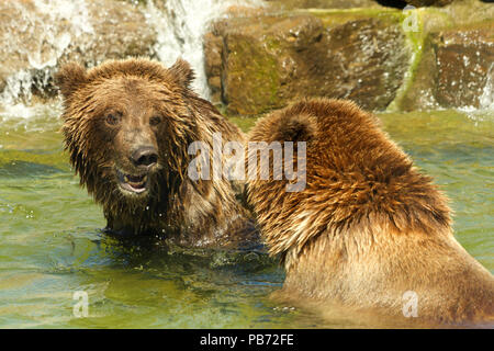 Zwei jugendlichen Grizzly Bären, oder Nordamerikanische Braunbär, spielen, kämpfen in einem Teich mit Wasser, das Wasser fällt über die Felsen im Hintergrund. Stockfoto