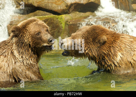 Zwei jugendlichen Grizzly Bären, oder Nordamerikanische Braunbär, spielen, kämpfen in einem Teich mit Wasser, das Wasser fällt über die Felsen im Hintergrund. Stockfoto