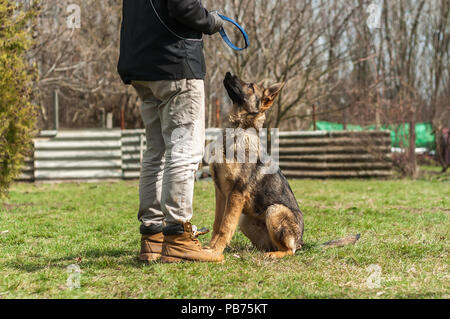 Ein deutscher schäferhund Welpen von einem Hund Trainer in einer grünen Umgebung an einem sonnigen Frühling ausgebildet. Stockfoto
