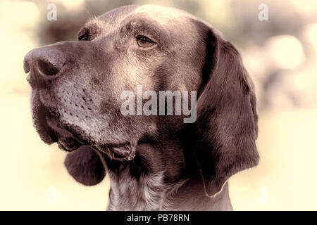 Deutsche kurzhaarige Zeiger Hund. Close-up unterschieden Pedigree pet portrait. Alte hund Kopf in close-up mit natürlichen Vignette und vintage Tone Stockfoto