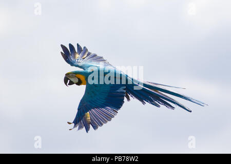 Blau und Gelb oder Gold Ara (Ara ararauna) im Flug. Wilde Papageien fliegen Stockfoto