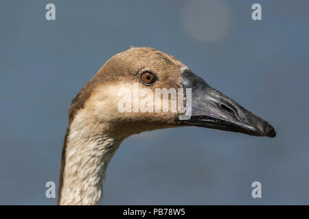 Swan goose (Anser cygnoides) Kopf in enger gegen sauberen einfachen Hintergrund. Stockfoto