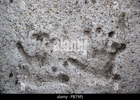 Child's handprints in Beton gesetzt Stockfoto