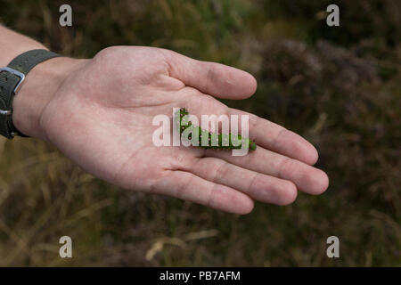 Kaiser motte caterpillarSaturnia pavonia auf der Hand. Port Patrick. Schottland Stockfoto