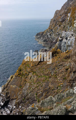 Klippen. Mull of Galloway. Schottland Stockfoto