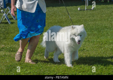 Samoyed Hund, Evelyn Kenny Kennel Club Dog Show und Gehorsam, Alberta, Kanada Stockfoto