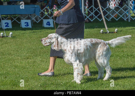 English setter Hund, Evelyn Kenny Kennel Club Dog Show und Gehorsam, Alberta, Kanada Stockfoto