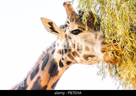 Nahaufnahme von erwachsene Giraffe stretching Hals Blätter zu erreichen. Afrikanische Giraffe füttern auf Blättern, mit weißem Hintergrund. Stockfoto