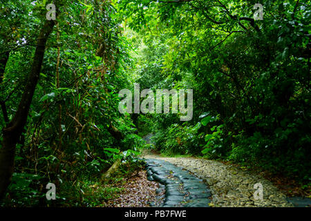 Wald in Sefautaki, Präfektur Okinawa, Japan Stockfoto