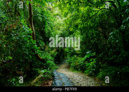 Wald in Sefautaki, Präfektur Okinawa, Japan Stockfoto