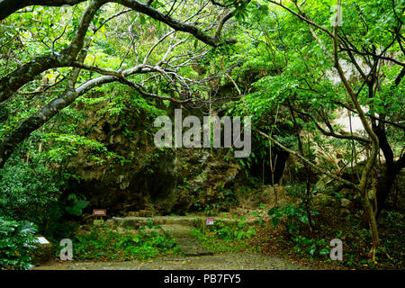 Wald in Sefautaki, Präfektur Okinawa, Japan Stockfoto