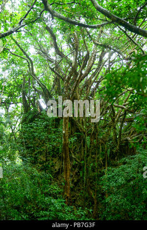 Wald in Sefautaki, Präfektur Okinawa, Japan Stockfoto