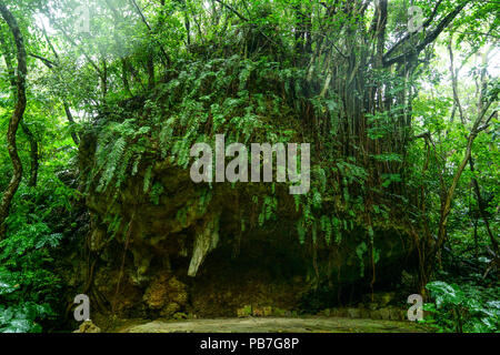 Wald in Sefautaki, Präfektur Okinawa, Japan Stockfoto