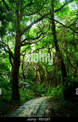 Wald in Sefautaki, Präfektur Okinawa, Japan Stockfoto