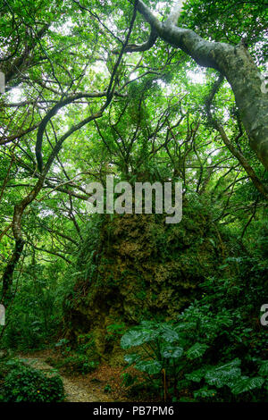 Wald in Sefautaki, Präfektur Okinawa, Japan Stockfoto