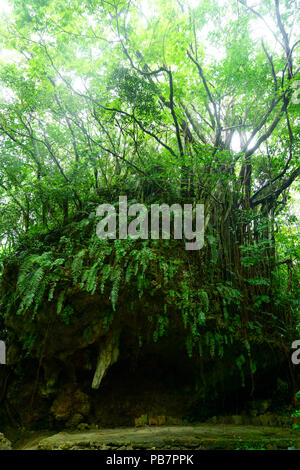 Wald in Sefautaki, Präfektur Okinawa, Japan Stockfoto