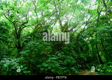 Wald in Sefautaki, Präfektur Okinawa, Japan Stockfoto