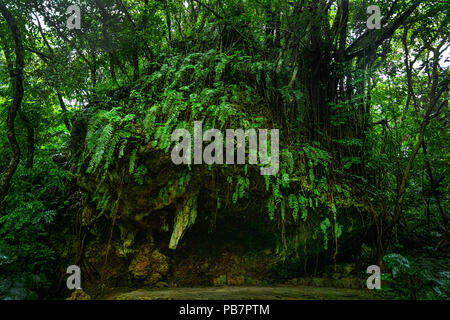 Wald in Sefautaki, Präfektur Okinawa, Japan Stockfoto