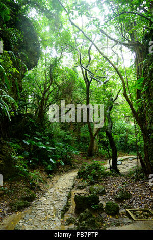 Wald in Sefautaki, Präfektur Okinawa, Japan Stockfoto