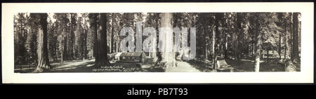 999 Mariposa Big Tree Grove, Wawona, Calif LCCN 2007660659 Stockfoto