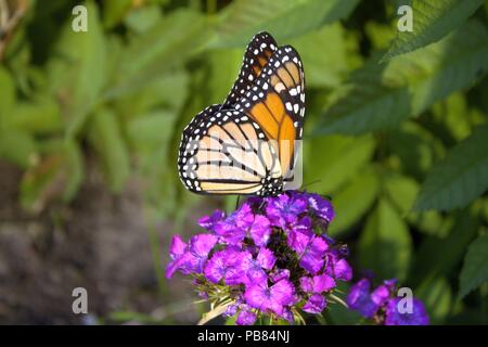 Ein Monarch Butterfly sammeln Nektar von einigen süßen Williams Blumen Stockfoto